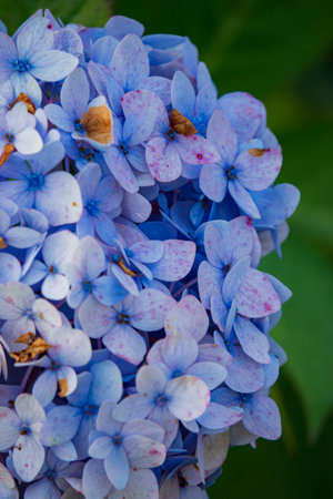 Clusters of soft blue hydrangea flowers bloom gracefully, showcasing their beauty in full sunlight.