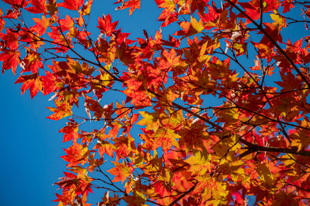 Colorful leaves in shades of red and yellow fill the branches of a tree under a bright sky.