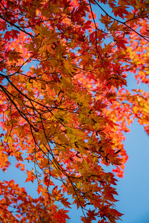 Golden and crimson leaves fill the branches, showcasing nature's beauty on a perfect autumn day.