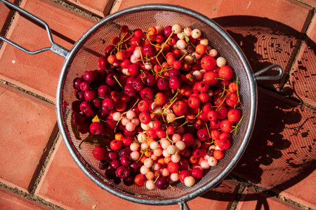 A colander filled with vibrant berries showcases nature's harvest under bright sunlight.