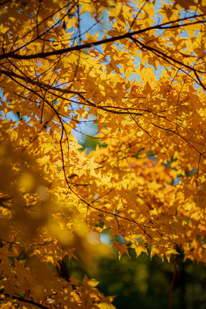 Vibrant yellow leaves flutter gently in the autumn wind beneath a bright blue sky.