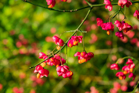 Vibrant clusters of red and orange flowers hang from branches in a sunny garden setting.の写真素材