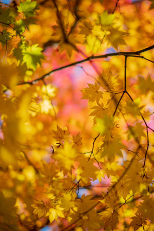 Golden and orange leaves shimmer against a bright blue sky, showcasing the beauty of autumn.
