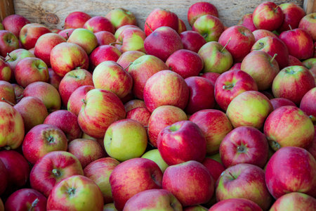 Colorful apples in various shades of red and green are piled together in a rustic crate.