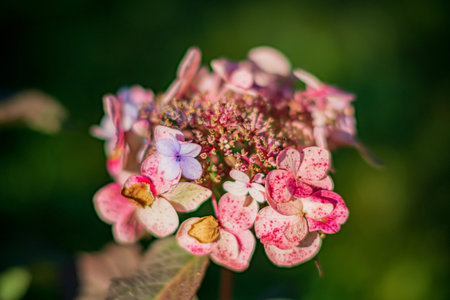 Vibrant hydrangea flowers showcase their unique colors in a sunny garden, inviting admiration.