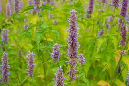 Purple flowers bloom tall among the bright green leaves, creating a colorful garden scene.の写真素材