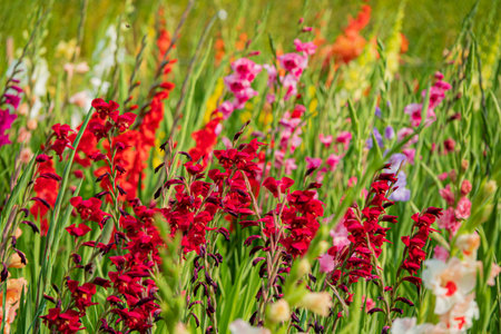 Diverse flowers bloom with vivid colors, creating a stunning floral landscape in bright sunlight.の写真素材