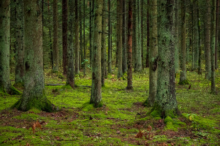 A serene forest with tall trees and vibrant green moss on the ground.
