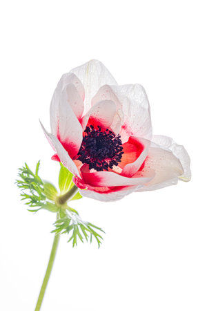 A beautiful anemone flower stands tall, revealing its vibrant colors in bright, soft light.の写真素材