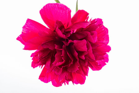 A vivid pink flower displays its abundant layers of petals, capturing attention with bold colors.