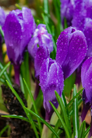 Clusters of beautiful purple crocus blossoms glisten with raindrops in a lively garden setting.