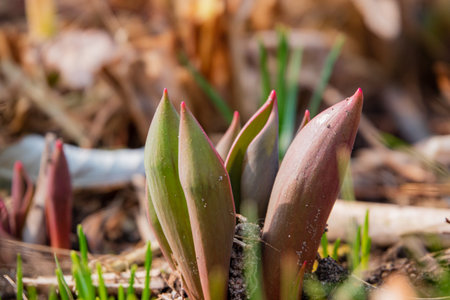 Fresh green buds break through the earth, signaling the arrival of spring and new beginnings.の写真素材