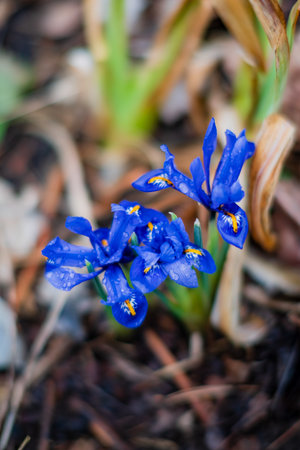Bright blue flowers emerge in a garden, showcasing natural beauty amidst green foliage.の写真素材