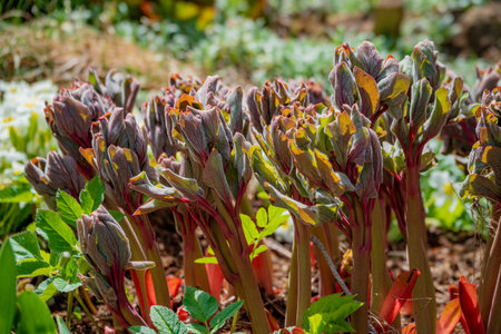 New rhubarb stalks emerge, showcasing stunning colors in a thriving garden filled with life.の写真素材