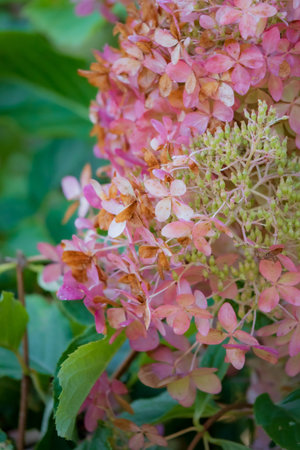 Delicate hydrangea flowers showcase a mix of pink and green hues among rich green leaves.