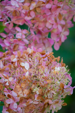 Clusters of pink and brown hydrangeas fill the garden, signaling late summer.の写真素材