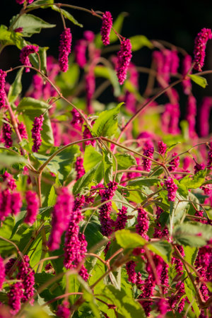 Bright pink flowers shine amid lush greenery, showcasing nature's beauty in warm sunlight.の写真素材