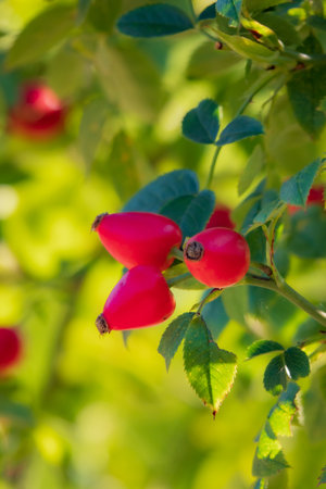 Vibrant rose hips hang from branches, catching the sunlight on a clear autumn day.の写真素材