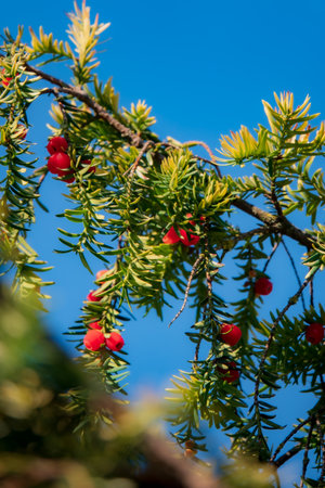 Bright red berries on lush green branches stand out against the blue sky.の写真素材