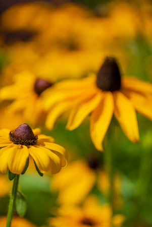Vibrant yellow flowers bloom, swaying gently in the summer breeze under the warm sun.の写真素材