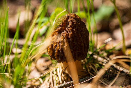 A group of morel mushrooms thrives in spring, surrounded by fresh green grass and nature.の写真素材