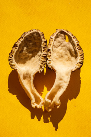 Bright yellow backdrop highlights the unique beauty and details of two morel mushrooms.の写真素材