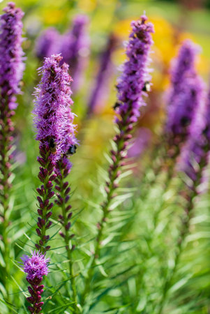 Beautiful clusters of purple flowers stand tall, attracting bees and enhancing the garden's charm.