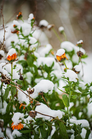 Bright orange flowers pop against green leaves, lightly dusted with fresh white snow.の写真素材