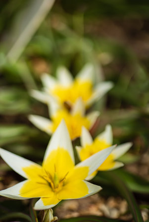 Bright yellow and white tulips light up the garden as spring unfolds, showcasing nature's beauty.