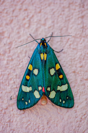 A striking green butterfly rests on a pink wall, revealing its colorful wings and detailed design.の写真素材