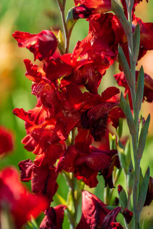 Clusters of striking red flowers capture sunlight amidst lush green foliage in full bloom.の写真素材