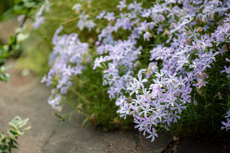 Purple blooms brighten the peaceful garden, adding color to the lush greenery.の写真素材