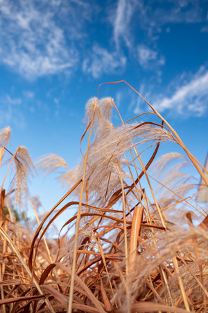Waves of golden grasses dance in the warm breeze beneath a vivid blue sky with wispy clouds.の写真素材