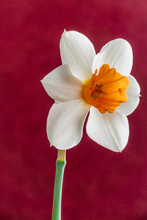 A daffodil with white petals and an orange center stands out against a maroon background.の写真素材