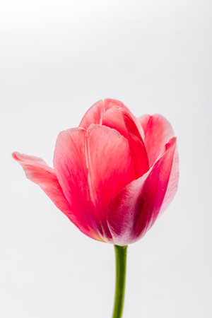 A beautiful pink tulip stands tall, showcasing its vibrant petals in a serene moment of spring.の写真素材