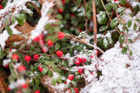 Bright red berries peek through a layer of fresh snow, surrounded by green leaves in winter.