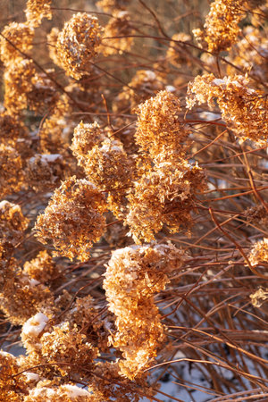 Golden brown flowers shimmer in the warm winter light, revealing nature's beauty and tranquility.