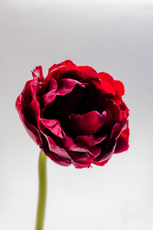 A stunning red flower stands tall with velvety petals, showcasing its beauty in gentle illumination.の写真素材