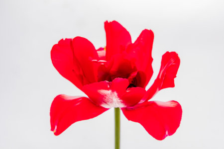 A bold red tulip stands tall, capturing attention against a white backdrop.の写真素材
