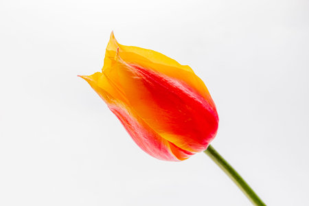 Bright orange and red tulip stands out beautifully, showcasing nature's vibrant colors.の写真素材