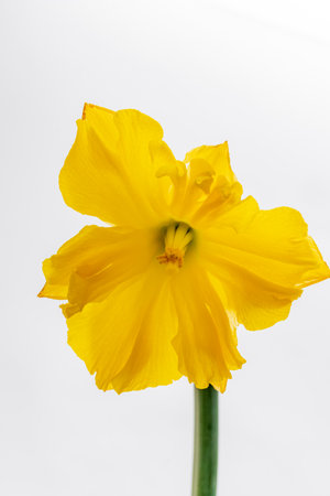 Vibrant yellow flower showcases its delicate petals, capturing the beauty of the season.の写真素材