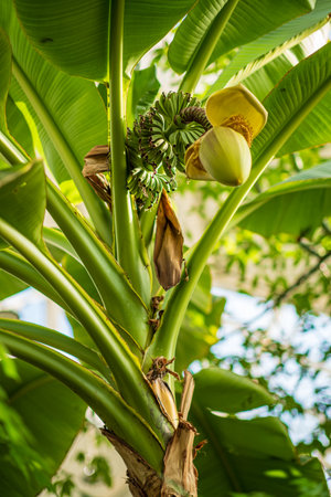 A vibrant banana tree displays green fruit clusters and blooming flowers, basking in warm sun.の写真素材