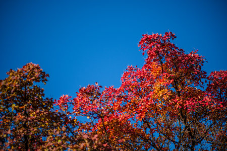 Golden and red leaves dance against the backdrop of a clear blue sky during autumn.の写真素材