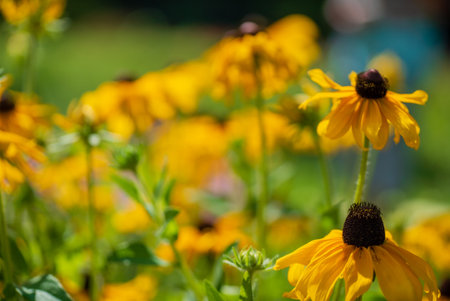 Vibrant yellow flowers stand tall in a lush garden, glowing under the warm afternoon sun.の写真素材