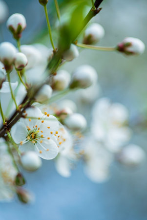 In a tranquil garden, white blossoms bloom amidst soft green leaves, captivating onlookers.の写真素材