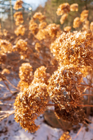 Winter sunlight highlights dried hydrangeas' golden hue against the snowy backdrop.の写真素材