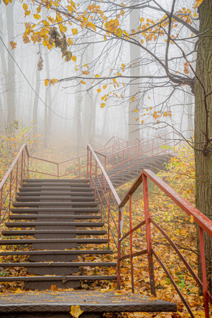 Leaf-covered stairs lead into a mysterious fog-filled forest during fall.の写真素材
