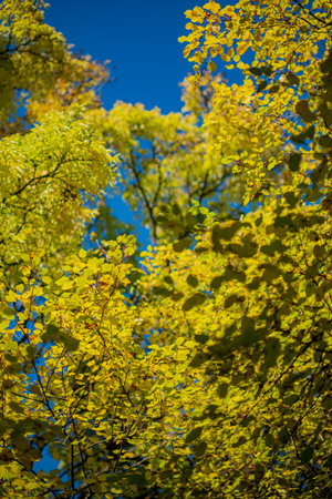 Sunlight shines through vibrant yellow leaves, creating a stunning autumn scene.の写真素材