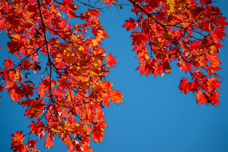 Vibrant red and orange leaves shimmer in the sunlight above a brilliant blue backdrop.