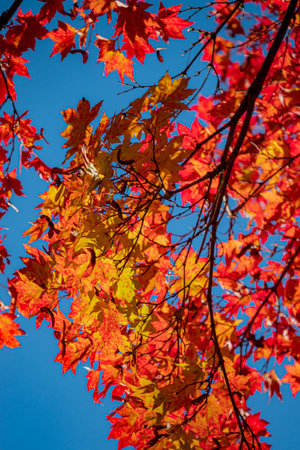 Colorful leaves in shades of red and gold sway gently in the breeze under a clear blue sky.